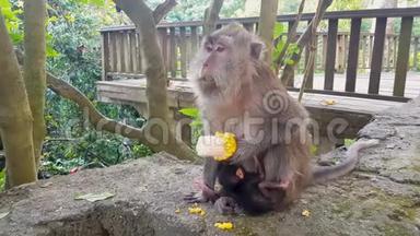 一只猴子和她的幼崽玩。 小猴子在妈妈附近爬行。 猴子吃玉米